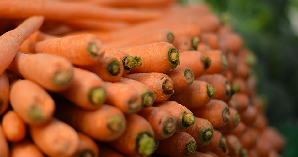 CESE ERNEST RICHARD Potager carottes